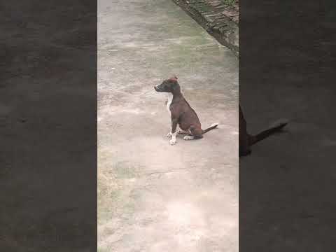 cute #kaalu #funny #comedy 😍