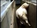 The Holocaust of the Animals