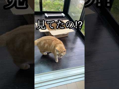 猫の動画サムネイル - 見てたの⁉︎ ねこ アメリカンショートヘア cat うめ