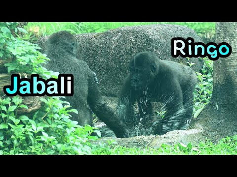 Gorilla Ringo, Jabali splash water at each other,Jabali splash water so hard金剛猩猩Jabali,Ringo互拍水想趕走對方 サムネイル