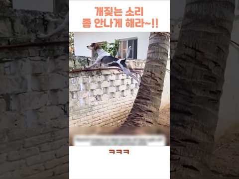 개 짖는 소리 안나게 해라~! Don't let the dog bark! #viral #funny #shorts