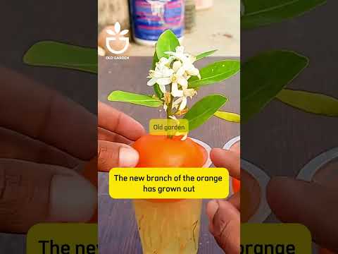 Plant a pot of orange seedlings #plant #gardening #gardencare #planting #growplants #gardentips