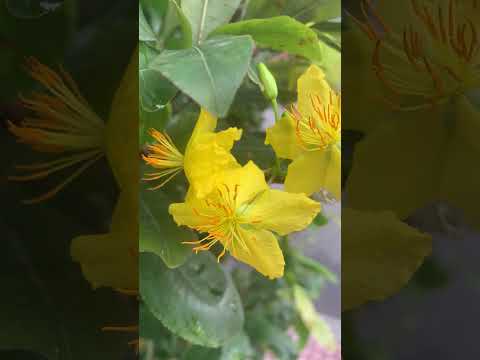 ផ្កាអង្គាសីល Beautiful Flowers at my home 🌼#beautful #flowers #shorts#youtubeshorts
