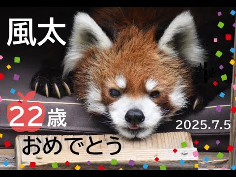2025年7月5日13:30～14:00 レッサーパンダ「風太」22歳記念イベント
