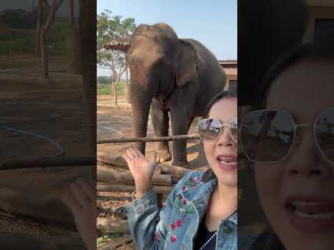 แม่หญิงมาเที่ยวหาน้องช้างที่เชียงใหม่คะ