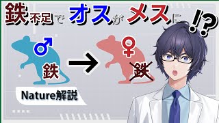 妊娠マウスの“鉄”が性別を決める？ エピジェネティクスと性決定【Nature最新論文解説】 #たかとー研究室