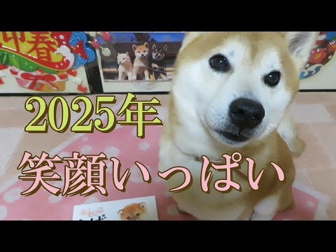 柴犬まめ 新年のご挨拶