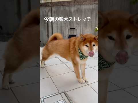 朝焼けがキレイな朝☀️ #柴犬 #dog #わんこ #shibainu #doggie #癒し #stretch #yoga #training #ストレッチ #routines #shiba サムネイル