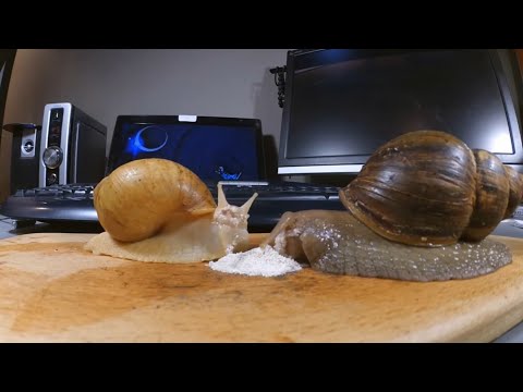 Relaxing Snail Feeding Time – ASMR Style