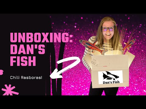 Another Dan's Fish Unboxing! Chili Rasboras! I ordered some new fish from Dan's Fish for the second time! I had my eye on some chili rasboras, si