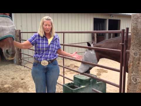 The Benefits of Using an Automatic Waterer for Horses