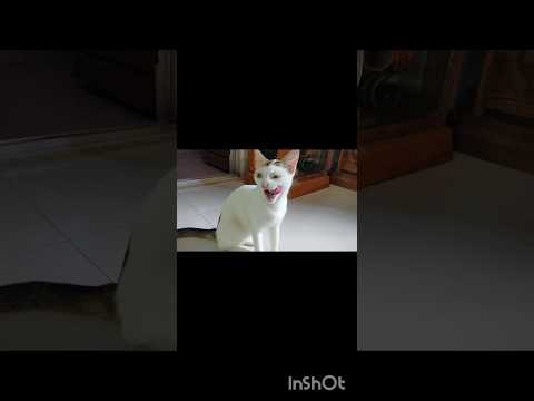 গুলু এইটা কার পা চেটে দিল??🙄😲#shorts #catvideos #tranding #funny #catlovers