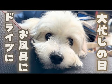【初体験】ドライブとシャワーをがんばった日🐾