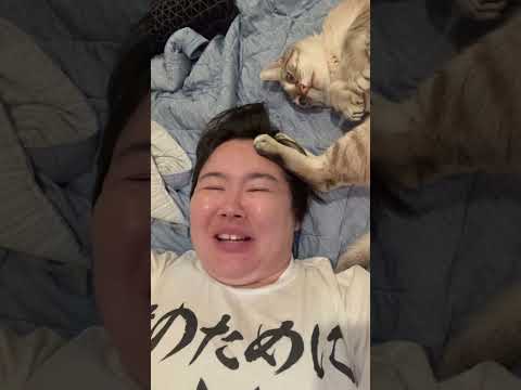 猫様の下僕なりよ〜 #猫のいる暮らし #cat #やす子