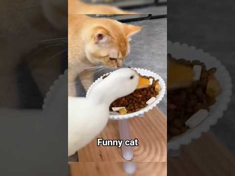 funny cat #cat #funnycats #shorts #kucing