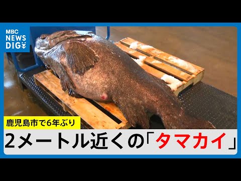 成人より巨大な185センチ・118キロ！　鹿児島市で6年ぶり「タマカイ」　2貫462円の寿司へ(MBCニューズナウ 2024年12月24日放送)