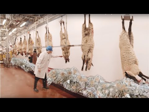 How to Harvesting Wool - Amazing Sheep Factory - Wool Processing Mill - Modern Sheep Shearing