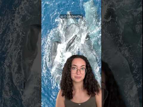 These sperm whales join forces to help a newborn calf