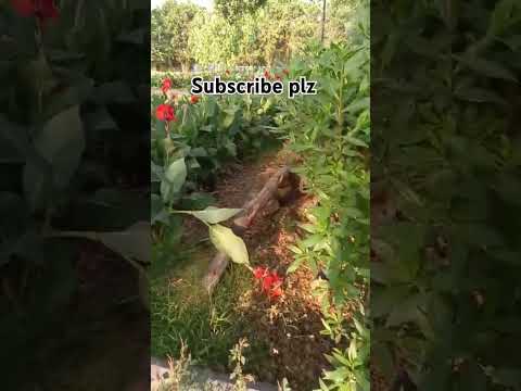 fajar ki sunnat ki fazeelat #latest #bayan #trending #shorts