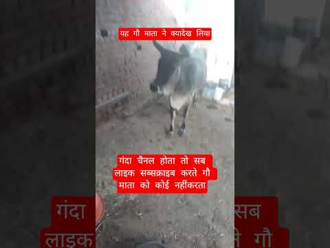 यह गौ माता ने क्यादेख लिया #13million #cow #farming #100millon #gaumata #motivation
