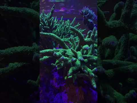 Evening In BRS #brstv Do your water changes and have a great weekend!
#shorts #BRStv

Check out the best is saltwater aqua