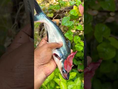 Dangerous Fish in My Hand 😨 | देखो क्या हुआ अगले पल🎣 !! #fish #fishing #facts #latest #viral
