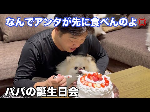 空気を読めないポメラニアン！せっかくの誕生日会が台無しです笑