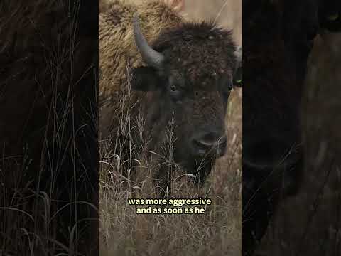Man tossed by Yellowstone bison suffers broken bones