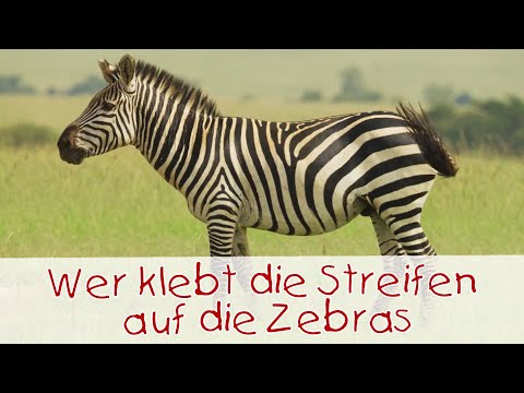 Wer klebt die Streifen auf die Zebras - Tierlieder für Kinder II Kinderlieder
