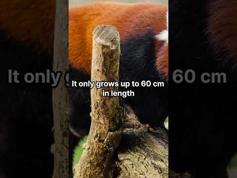 One of the cutest threatening animal in the world