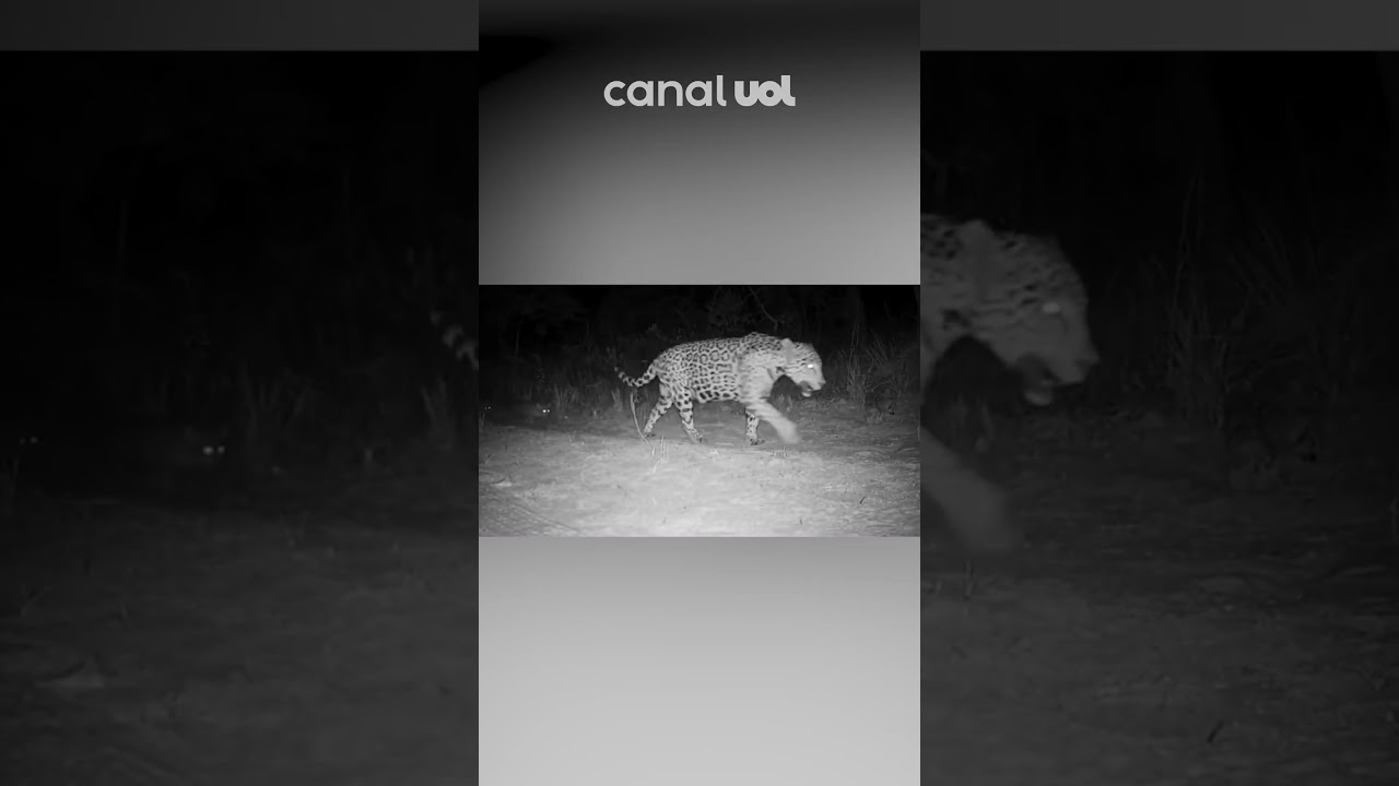 Onça-pintada é flagrada andando com filhotes trigêmeos no parque nacional em Minas Gerais; vídeo