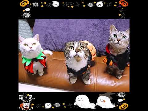 準備万端でハロウィンが待ちきれない猫たち! #ジェネッタ #マンチカン #短足