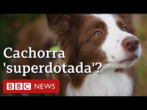 A border collie brasileira que sabe 200 palavras e virou estrela de pesquisa