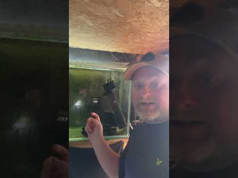 Uk heat wave in he fishroom 