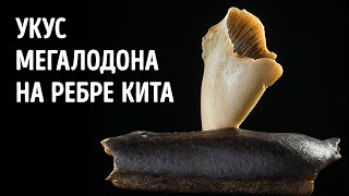 Самые невероятные когда-либо найденные окаменелости