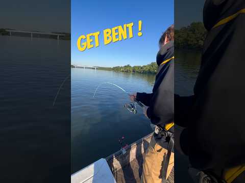Big catfish bends rod over #chattcats #chattcatsfishing #okumafishing