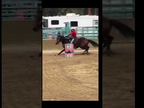 Dex won us a saddle today!#blowup #horse #rodeo #barrelhorse #barrelracing #rodeolife #bayhorse #fyp