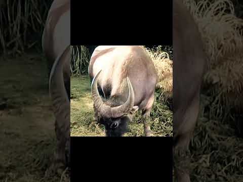 Tawa doesn’t always conquer with love