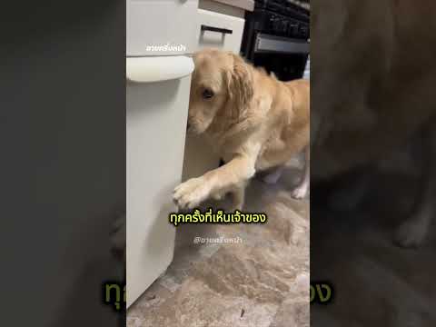 เมื่อน้องหมาถูกจับได้ว่า แอบเล่นหมอนในห้องนอน!