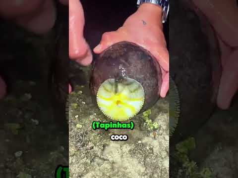 Ele encontrou algo muito estranho <strong>dentro</strong> desse coco 😯