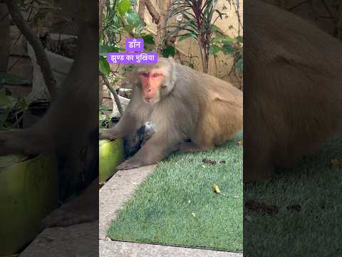 leader of a group of monkeys. #leader #shortsfeed