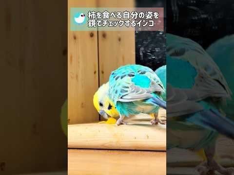 柿を食べる僕ってイケてる??? #セキセイインコ #budgerigar #birds #shorts