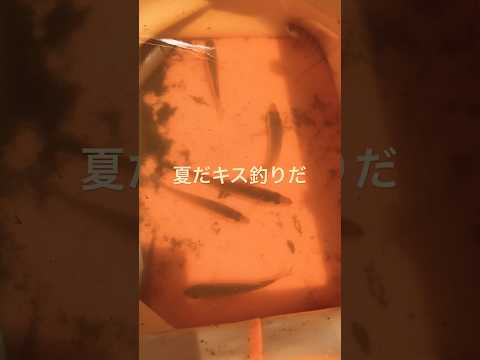 夏キス釣り　天ぷら　南蛮漬け　骨煎餅