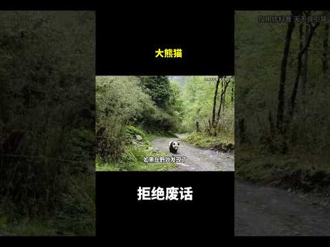 大熊猫#冷知识#涨知识