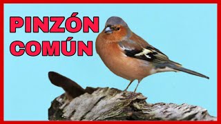 Pinzón común: belleza, canto y curiosidades (Documental en plena naturaleza) #aves #birds #nature