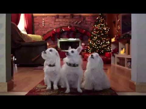 The Three Dogateers'