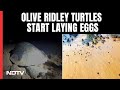Hatcheries On Tamil Nadu Beaches For live Ridley Turtles | The Southern View