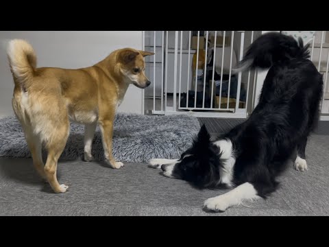 寝る前に姉の相手をしてあげる優しい妹犬