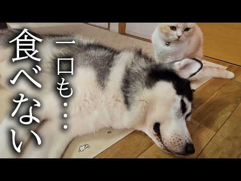 ハスキー犬が一口もごはんを食べなくなってしまいました...
