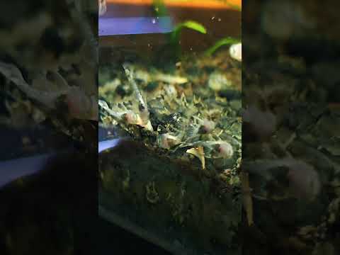 Baby Plecos Close Up! #pleco #plecostomus #aquariu here's a quick video of an up close view of some of the baby longfin bristlenose plecos in one of my